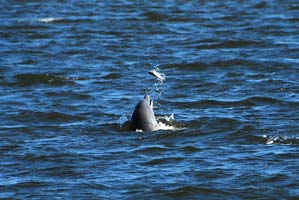 dolphin feeding on fish