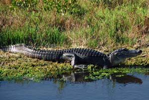 mosquito lagoon alligator