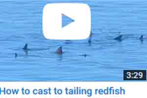 fighting redfish