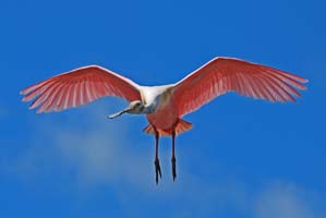 roseate spoonbill on mosquito lagoon
