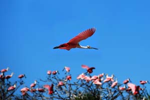 roseate spoonbill flying over mosquito lagoon